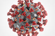 Coronavirus (COVID-19)